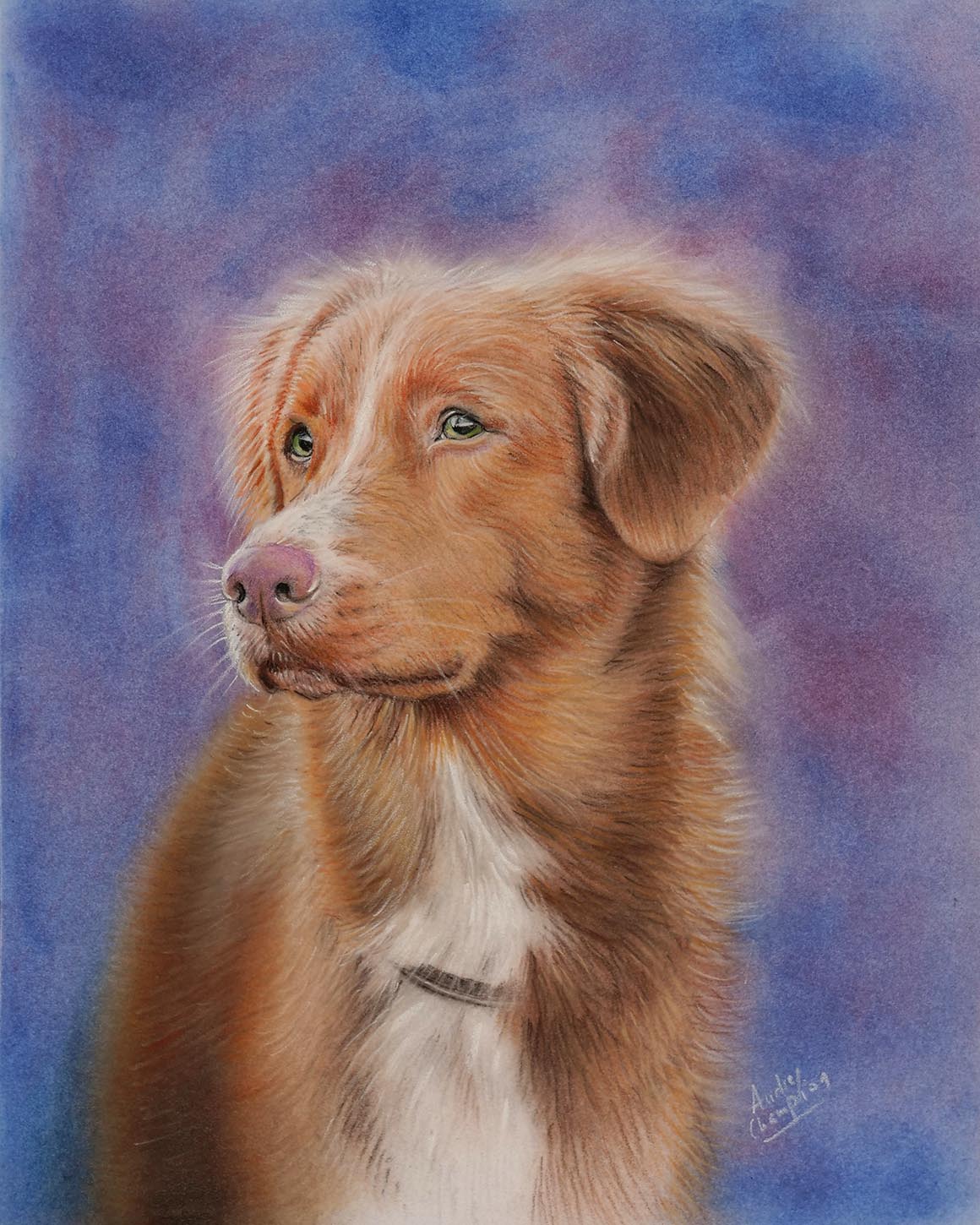 portrait dessin troyes france animal perte